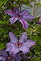 Clematis Minister IMG_4897 Powojnik
